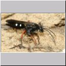 Episyron rufipes - Wegwespe w45 12mm beim Nestbau.jpg